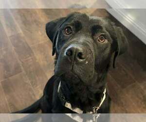 Labrador Retriever Dogs for adoption in Clovis, CA, USA