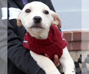 Labrador Retriever-Retriever Mix Dogs for adoption in Washington, DC, USA