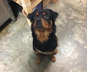 Rottweiler Dogs for adoption in Columbus, GA, USA