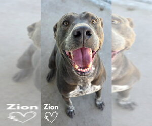 Mutt Dogs for adoption in Monte Vista, CO, USA