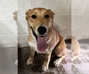 Mutt Dogs for adoption in Las Vegas, NM, USA