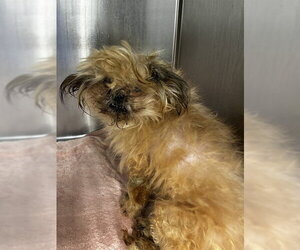 Shih Tzu Dogs for adoption in Forestville, MD, USA