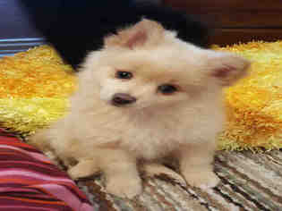Medium Photo #1 Pomeranian-Unknown Mix Puppy For Sale in Plano, TX, USA