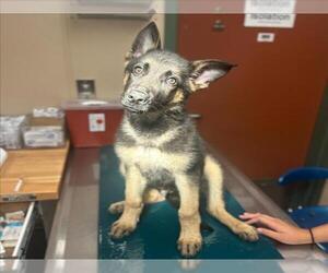 German Shepherd Dog-Unknown Mix Dogs for adoption in Rancho Cucamonga, CA, USA