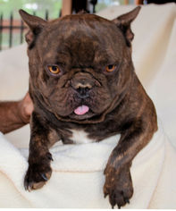 Medium Photo #1 French Bulldog Puppy For Sale in Bon Carbo, CO, USA