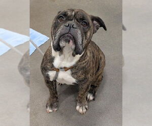 Bulldog Dogs for adoption in Forestville, MD, USA