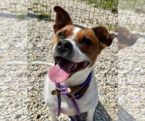 American Pit Bull Terrier-Jack Russell Terrier Mix Dogs for adoption in Jackson , NJ, USA