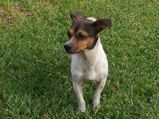 Medium Photo #1 Rat Terrier Puppy For Sale in McKinney, TX, USA