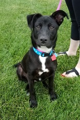 Small Labrador Retriever Mix