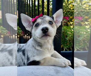 American Staffordshire Terrier-Siberian Husky Mix Dogs for adoption in Redlands, CA, USA