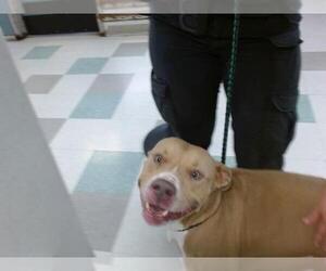 American Pit Bull Terrier-Unknown Mix Dogs for adoption in Oklahoma City, OK, USA