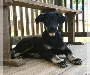 Shepradors Dogs for adoption in Montgomery, AL, USA