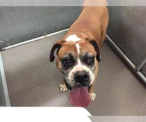 Boxer Dogs for adoption in HESPERIA, CA, USA