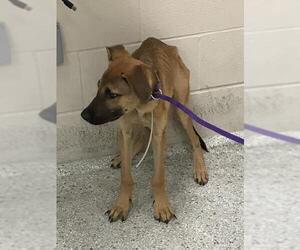 German Shepherd Dog-Unknown Mix Dogs for adoption in Conroe, TX, USA