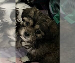 Shih Tzu Dogs for adoption in Matawan, NJ, USA