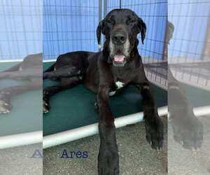 Great Dane Dogs for adoption in Palm Beach, FL, USA
