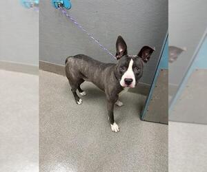 Mutt Dogs for adoption in Las Vegas, NV, USA