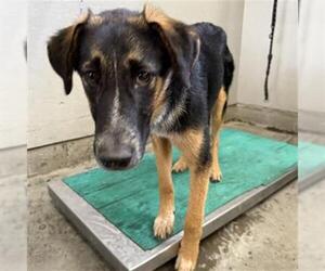 German Shepherd Dog Dogs for adoption in Camarillo, CA, USA