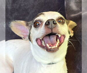 Rat Terrier Dogs for adoption in Albuquerque, NM, USA