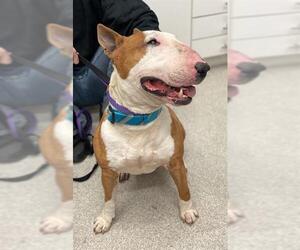 Bull Terrier Dogs for adoption in Alameda, CA, USA