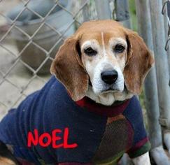 Beagle Dogs for adoption in Landenberg, PA, USA