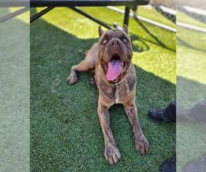Mutt Dogs for adoption in Downey, CA, USA