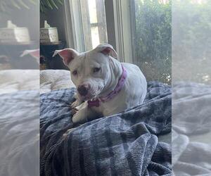 American Staffordshire Terrier Dogs for adoption in San Antonio, TX, USA