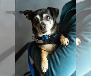 Chipin Dogs for adoption in Santa Clara, CA, USA