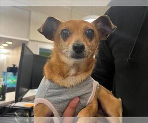 Chihuahua-Unknown Mix Dogs for adoption in Rancho Cucamonga, CA, USA