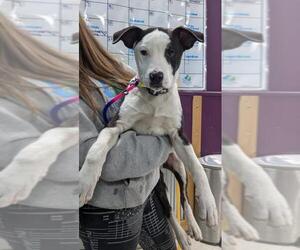 Borador Dogs for adoption in Maple Grove, MN, USA