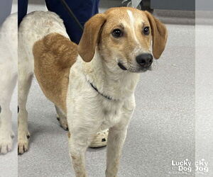 Retriever -Unknown Mix Dogs for adoption in Washington, DC, USA