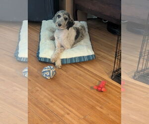 Poodle (Standard)-Unknown Mix Dogs for adoption in Valrico, FL, USA