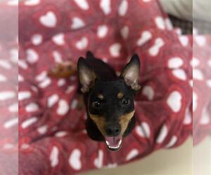 Chihuahua-Unknown Mix Dogs for adoption in Chula Vista, CA, USA