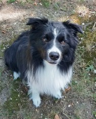 Border Collie Dogs for adoption in Huntington, NY, USA