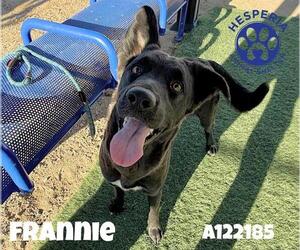 Labrador Retriever-Unknown Mix Dogs for adoption in HESPERIA, CA, USA