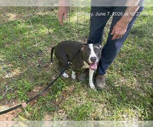 American Pit Bull Terrier-Unknown Mix Dogs for adoption in Ocala, FL, USA
