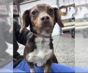 Beagle-Chihuahua Mix Dogs for adoption in Westwood, NJ, USA