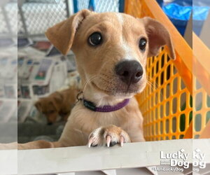 Labrador Retriever-Unknown Mix Dogs for adoption in Washington, DC, USA