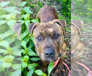 American Pit Bull Terrier-Unknown Mix Dogs for adoption in Sacramento, CA, USA