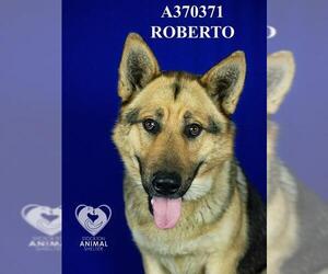 German Shepherd Dog Dogs for adoption in Stockton, CA, USA