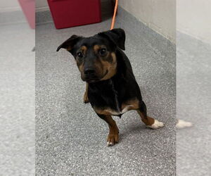 Chihuahua-Unknown Mix Dogs for adoption in Pasadena, TX, USA