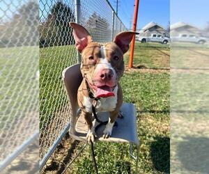 American Staffordshire Terrier-Unknown Mix Dogs for adoption in Louisville, KY, USA