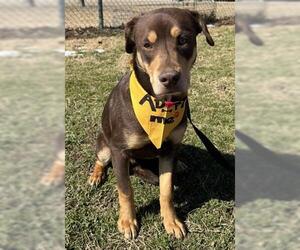 Labrador Retriever Dogs for adoption in Tulsa, OK, USA