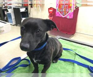 Dachshund-Unknown Mix Dogs for adoption in Riverside, CA, USA