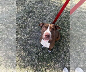 American Staffordshire Terrier-Chinese Shar-Pei Mix Dogs for adoption in Chandler, AZ, USA