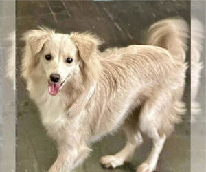 American Eskimo Dog-Unknown Mix Dogs for adoption in Valrico, FL, USA
