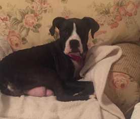Boxer Dogs for adoption in Wenonah, NJ, USA