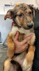 Sheprador Dogs for adoption in Fredericksburg, VA, USA