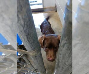 Dorgi Dogs for adoption in Oak Bluffs, MA, USA