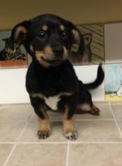 Doxie-Pin Dogs for adoption in Potomac, MD, USA